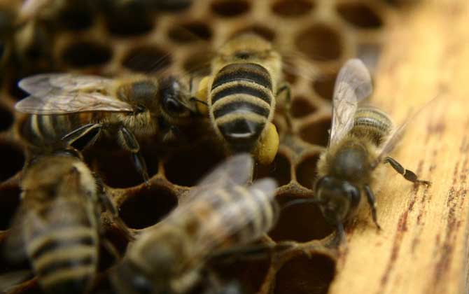一框蜂怎样快速繁殖起来？