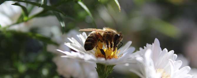 蜜蜂的生活习性有哪些？