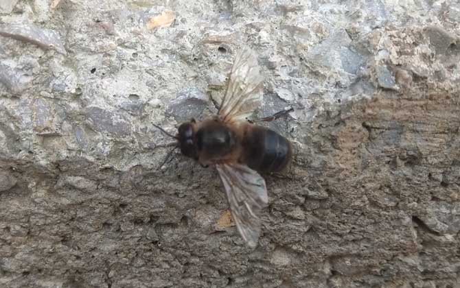 雄蜂的寿命并不短，但多数雄蜂都短命，这5种死法，一种比一种惨！