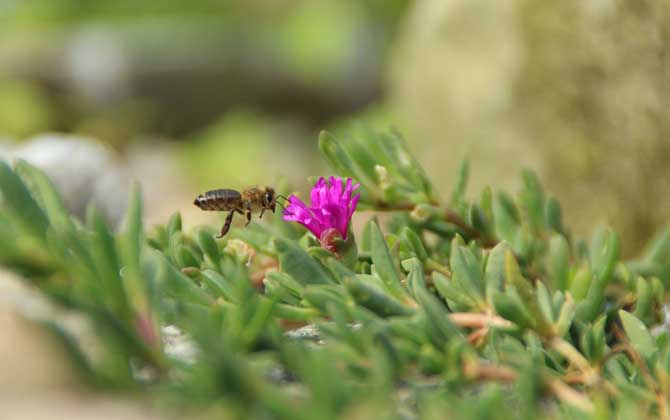 蜜蜂