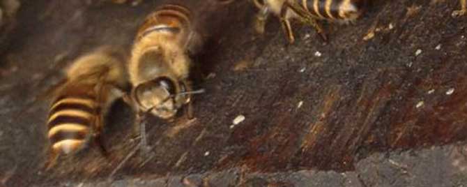 蜜蜂为什么要自然分蜂？