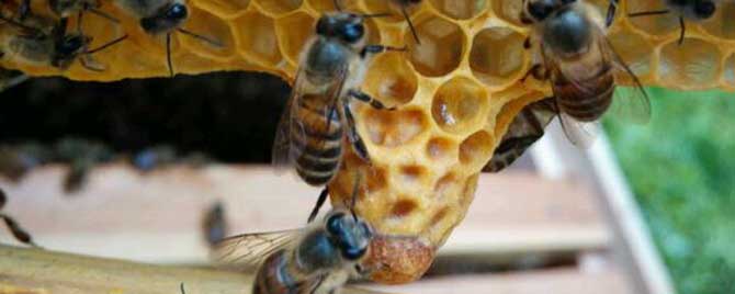 蜜蜂自然分蜂在什么季节？