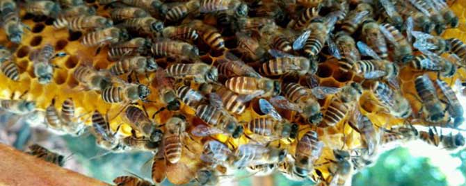 蜜蜂什么时候分蜂最多？