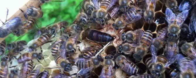 蜜蜂一年自然分蜂几次？
