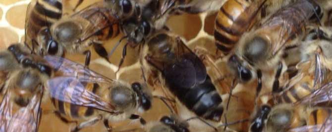 自然分蜂有什么征兆？