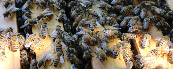 一群蜂一年能分几群蜂？