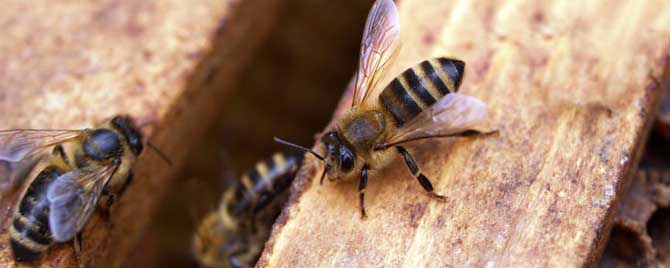 一群蜂怎么分成多群蜂？