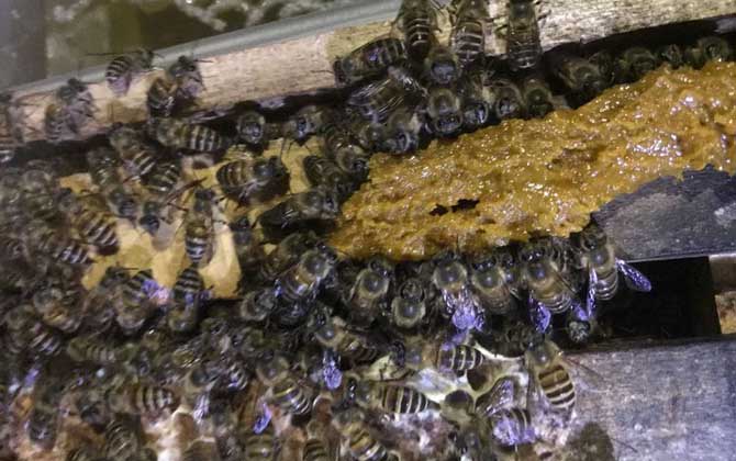 200只工蜂，1只蜂王，若这些条件都具备，也有机会发展成强群！