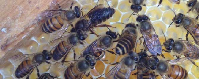 怎样知道蜜蜂要自然分蜂？