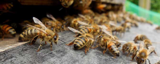 自然分蜂后该怎么处理？