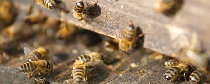 蜜蜂分蜂结团后多久飞走？