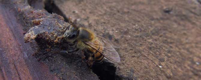 为什么蜜蜂老是分蜂？