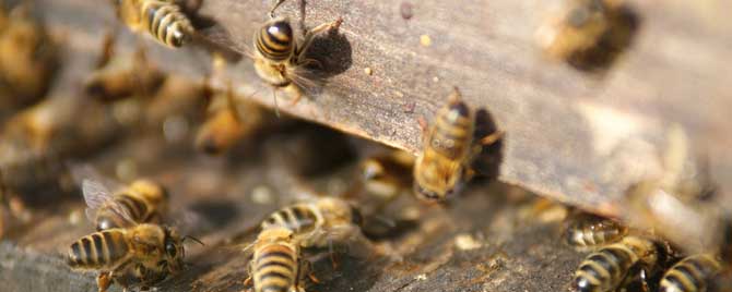 自然分蜂好还是人工分蜂好？