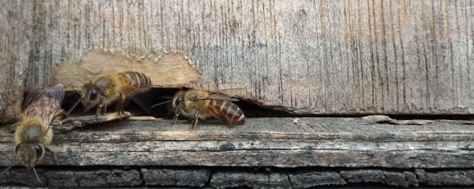 中蜂有哪几个品种？