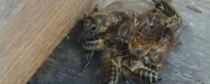 中蜂一年分几次蜂？