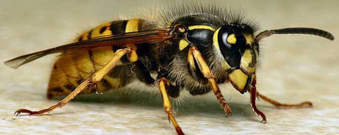 马蜂的天敌是什么动物？