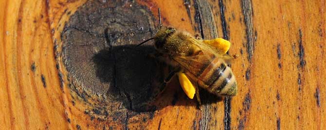 养蜜蜂的风险有哪些？