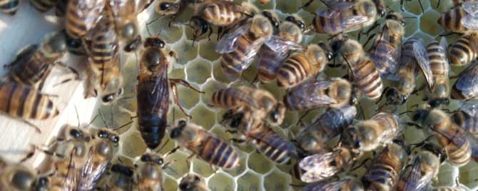 养蜜蜂需要什么技术？