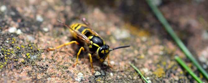 养蜜蜂怎么防止马蜂？
