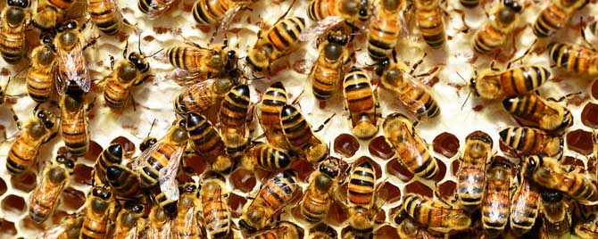 养蜂人为什么不挣钱？