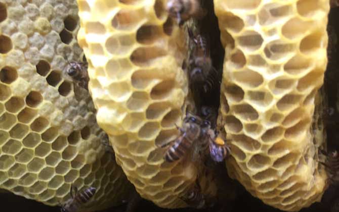 蜂巢是怎么筑成的？主要材料是蜂蜡，蜜蜂筑巢过程堪称鬼斧神工！