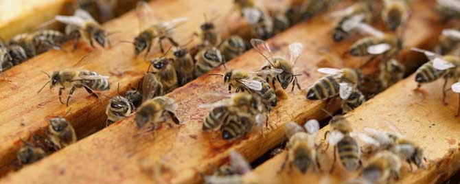 蜜蜂春繁诀窍有哪些？