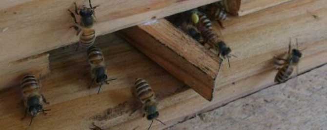 新收的蜜蜂要关几天？
