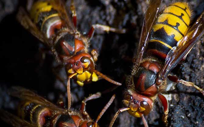 怎样防止马蜂吃蜜蜂？