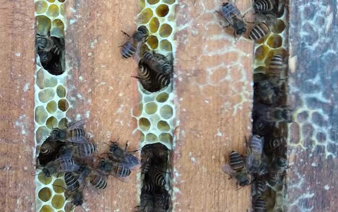 蜜蜂失王一个月怎么办？