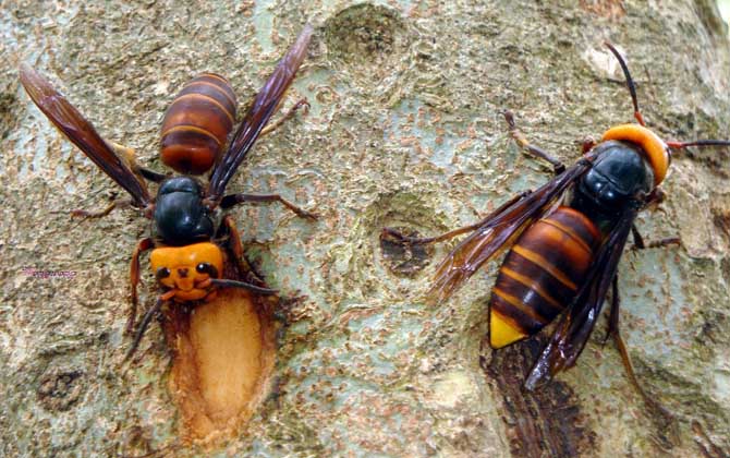 虎头蜂和大黄蜂谁厉害？