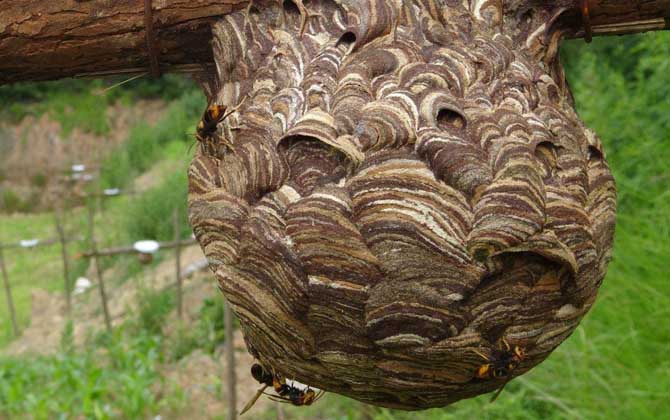 葫芦蜂喂什么筑巢快？