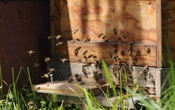 蜜蜂分家怎样找蜂王？