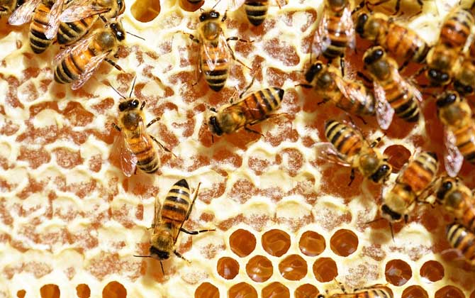 蜜蜂吃白糖会产蜂蜜吗？