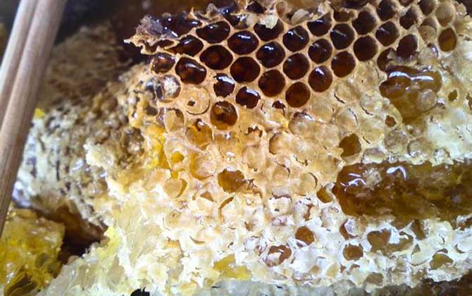 中蜂取蜂蜜