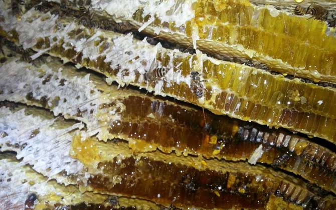土蜂蜜的保质期是多久？