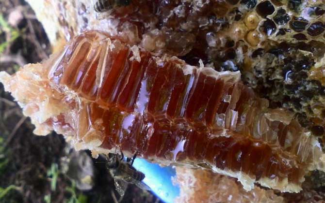 土蜜蜂几月份才能割蜜？