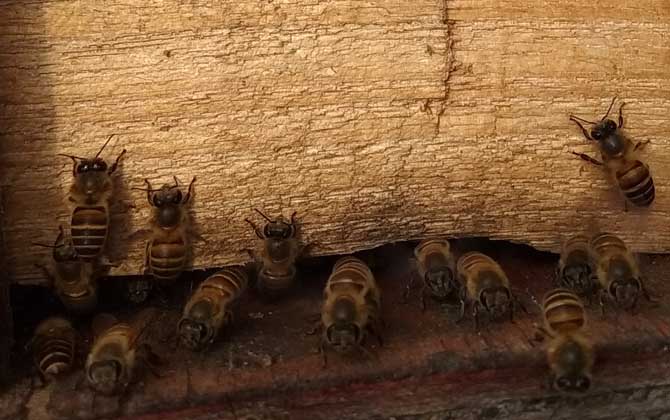 新蜜蜂认巢一般几天？