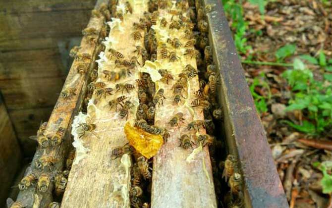 新手怎样养蜂繁殖快？