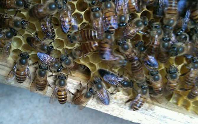 新手养蜂