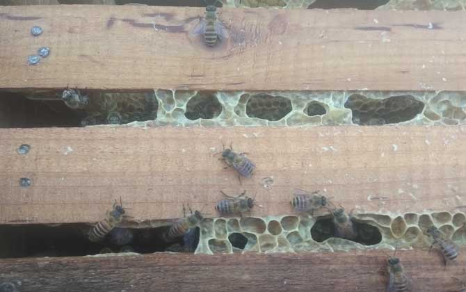 怎样才能让蜜蜂不分家？