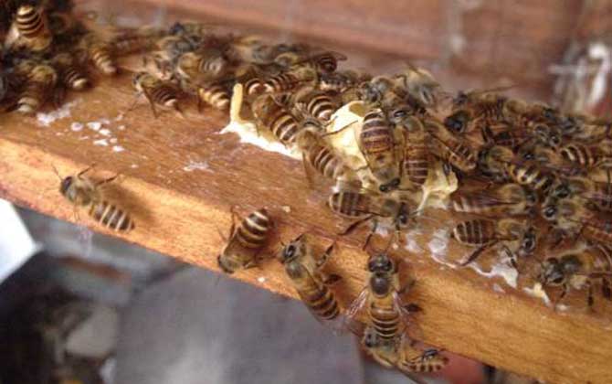 一箱蜜蜂一天吃多少糖？