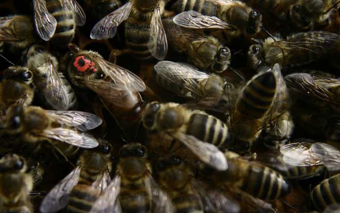 意大利蜂定地饲养技术 意大利蜂定地饲养技术研究