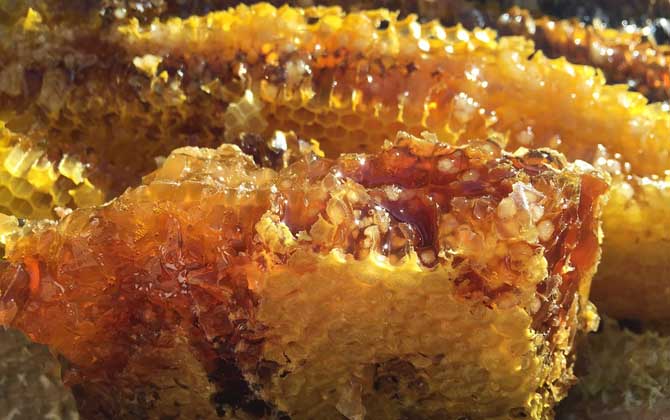 土蜂蜜、蜂巢蜜、百花蜜、洋槐蜜哪个好？答案不一定，质量是关键！
