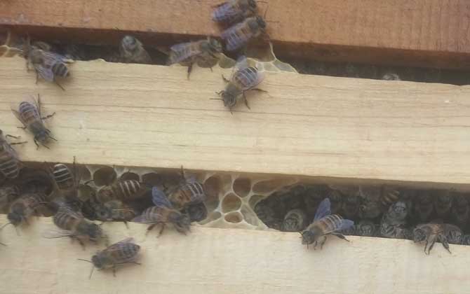 蜜蜂秋繁的重要性和关键技术