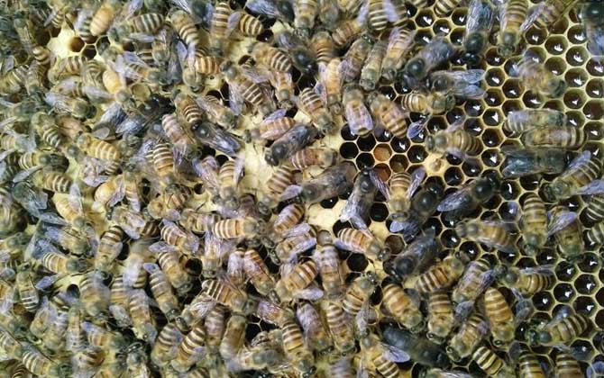 蜜蜂秋繁一脾蜂能出几框？