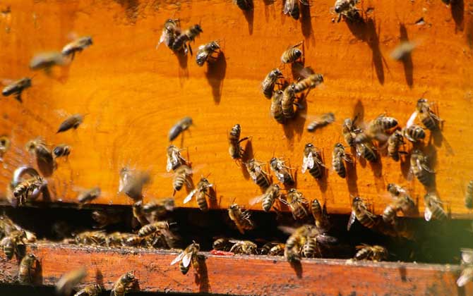 蜜蜂越冬最适温度是多少？