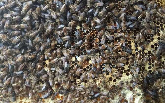 中蜂几脾蜂才算是强群？