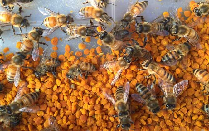 茶花粉和蜂蜜怎么喝最好？