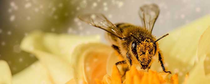 被蜜蜂蛰了是好兆头吗？