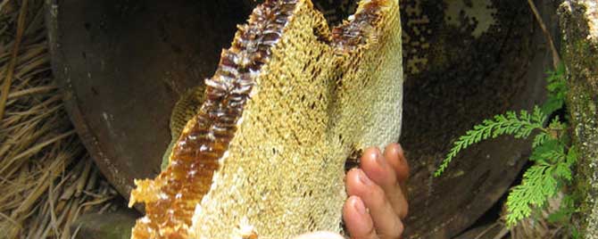 吃土蜂蜜的禁忌有哪些？